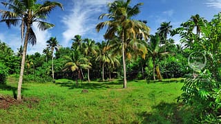 Cherthala 2.5 Acres Highway Side Land