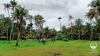 Residential House Plot in Thankey, near NH