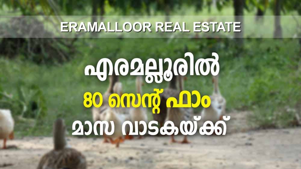 eramalloor real estate kozhi tharavu chicken duck farm for monthly rental cherthala alappuzha aroor ezhupunna